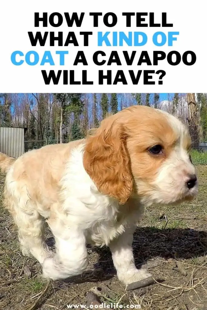 How To Tell What Coat Your Cavapoo Will Have? Oodle Life