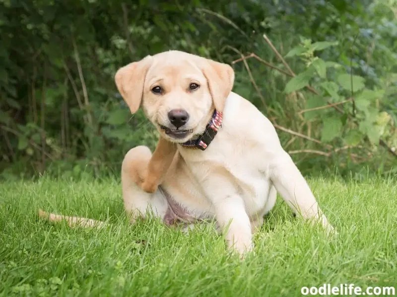 What Is Dog Collar Rash And How To Prevent Collar Chafing? Oodle Life