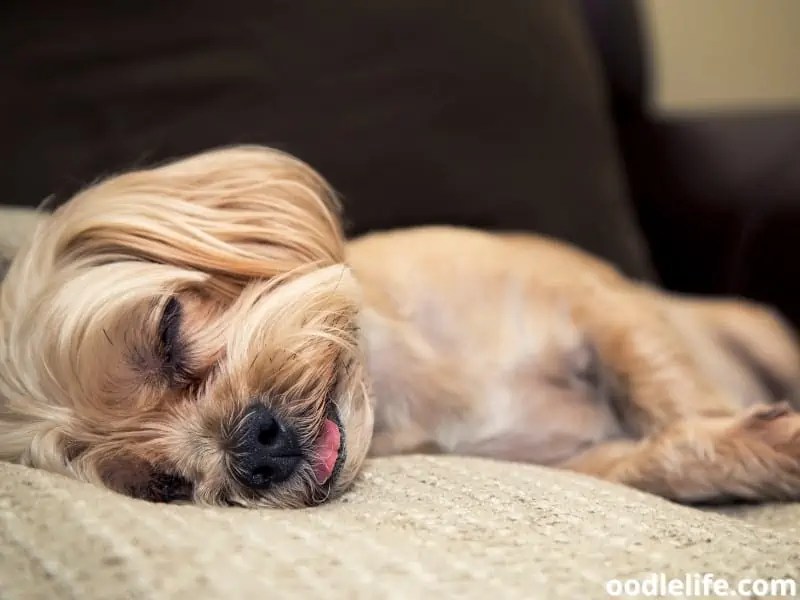 Why Do Dogs Sleep With Their Tongue Out