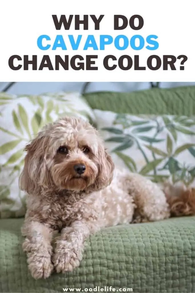 Do Puppies Coats Change Color