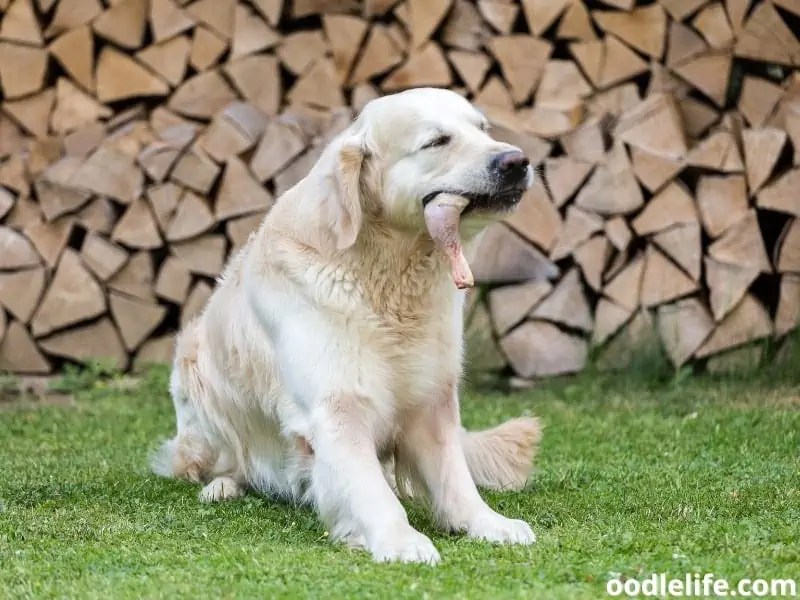 Can Dogs Eat Chicken Breast