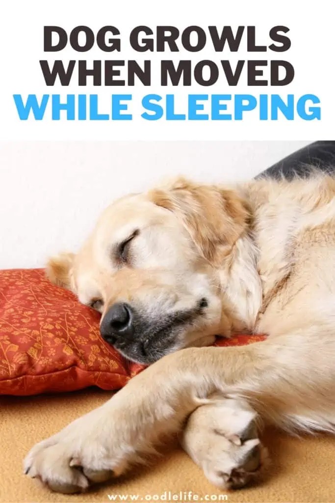 Dog Growls When Moved While Sleeping [Explained] Oodle Life