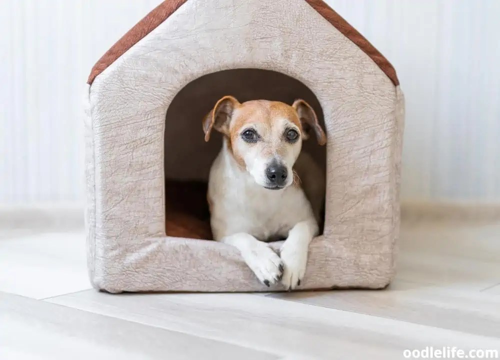 How To Punish A Dog For Pooping In The House