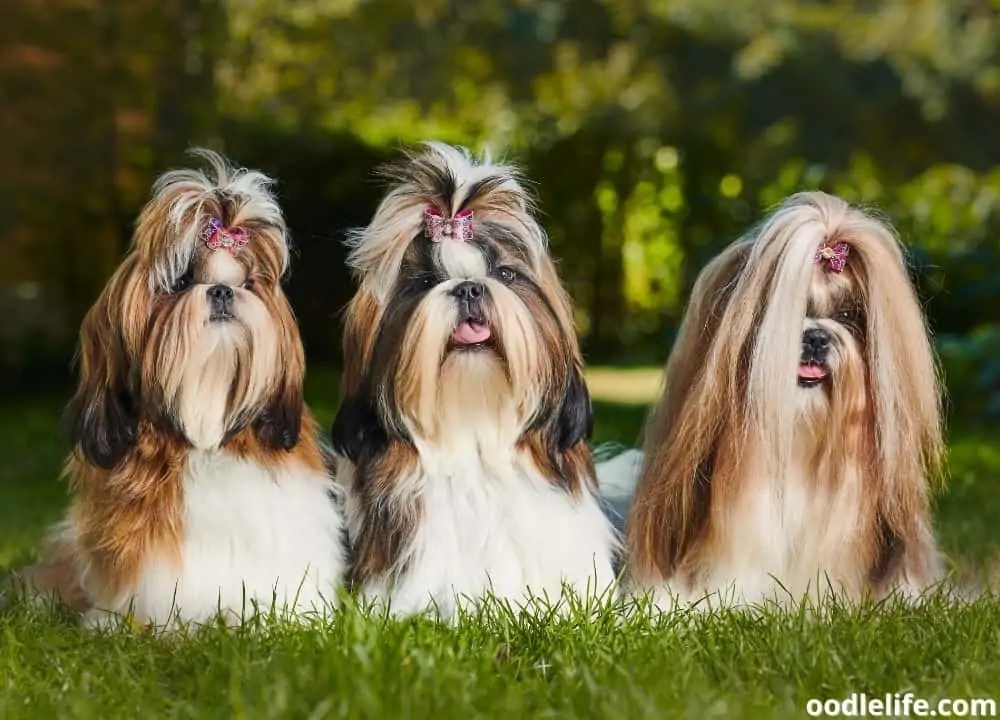 At What Age Do Shih Tzu Puppies Calm Down? OodleLife®