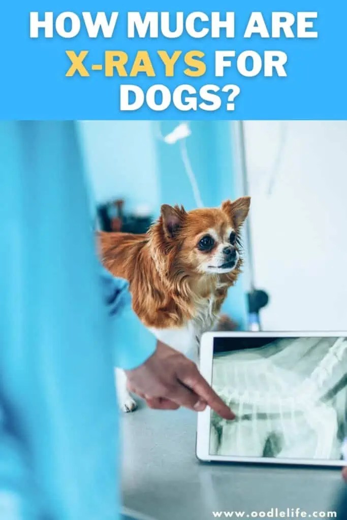 How Much Are XRays For Dogs? [year] Oodle Life