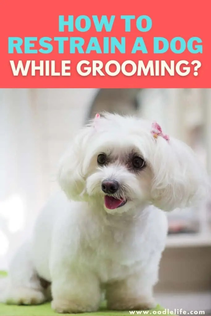 How To Keep A Dog Calm While Grooming