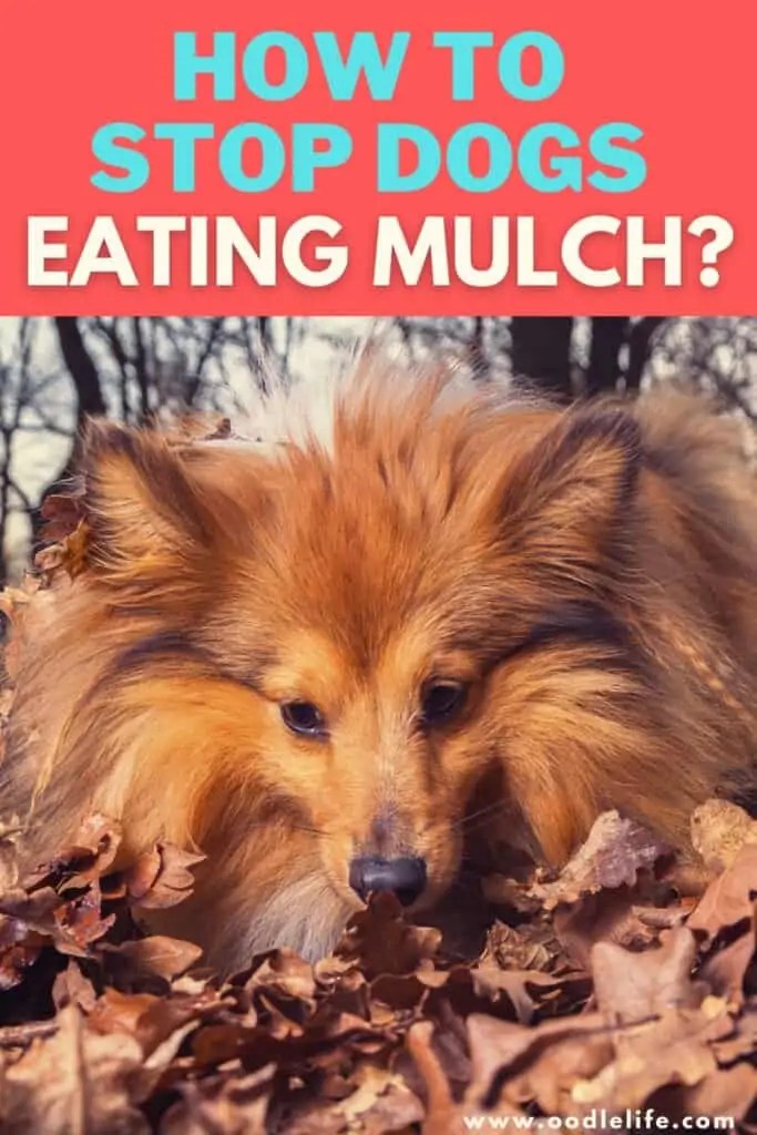 How To Stop Dogs Eating Mulch? [5 Strategies] Oodle Life