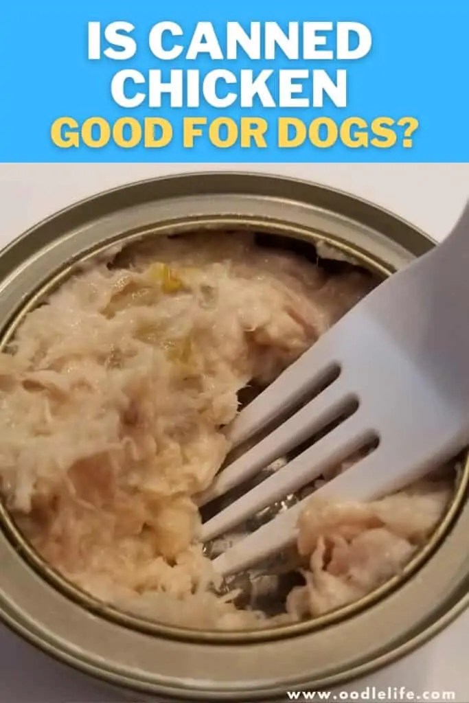 Is Canned Chicken GOOD For Dogs? Oodle Life