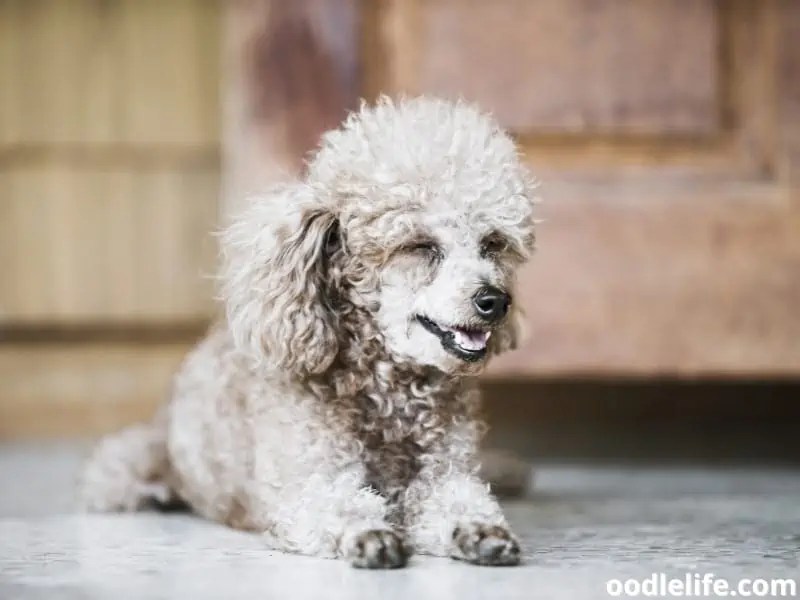 Why Does My Poodle STINK? [5 Reasons And How To Fix] Oodle Life