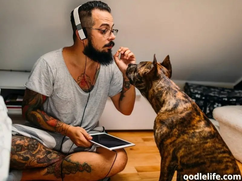 9 Basic Dog Commands In Russian Oodle Life