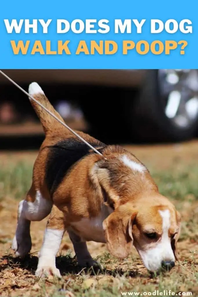 Why Does Your Dog Walk And Poops? Find Out Unveiling Dog Secrets