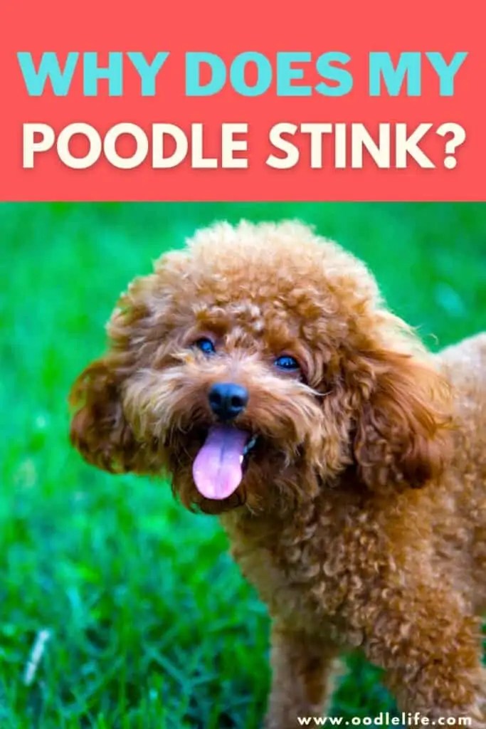 Why Does My Poodle STINK? [5 Reasons And How To Fix] Oodle Life