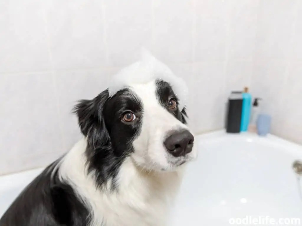 7 Best Dog Shampoos For Itchy Skin Relief (2024) OodleLife®
