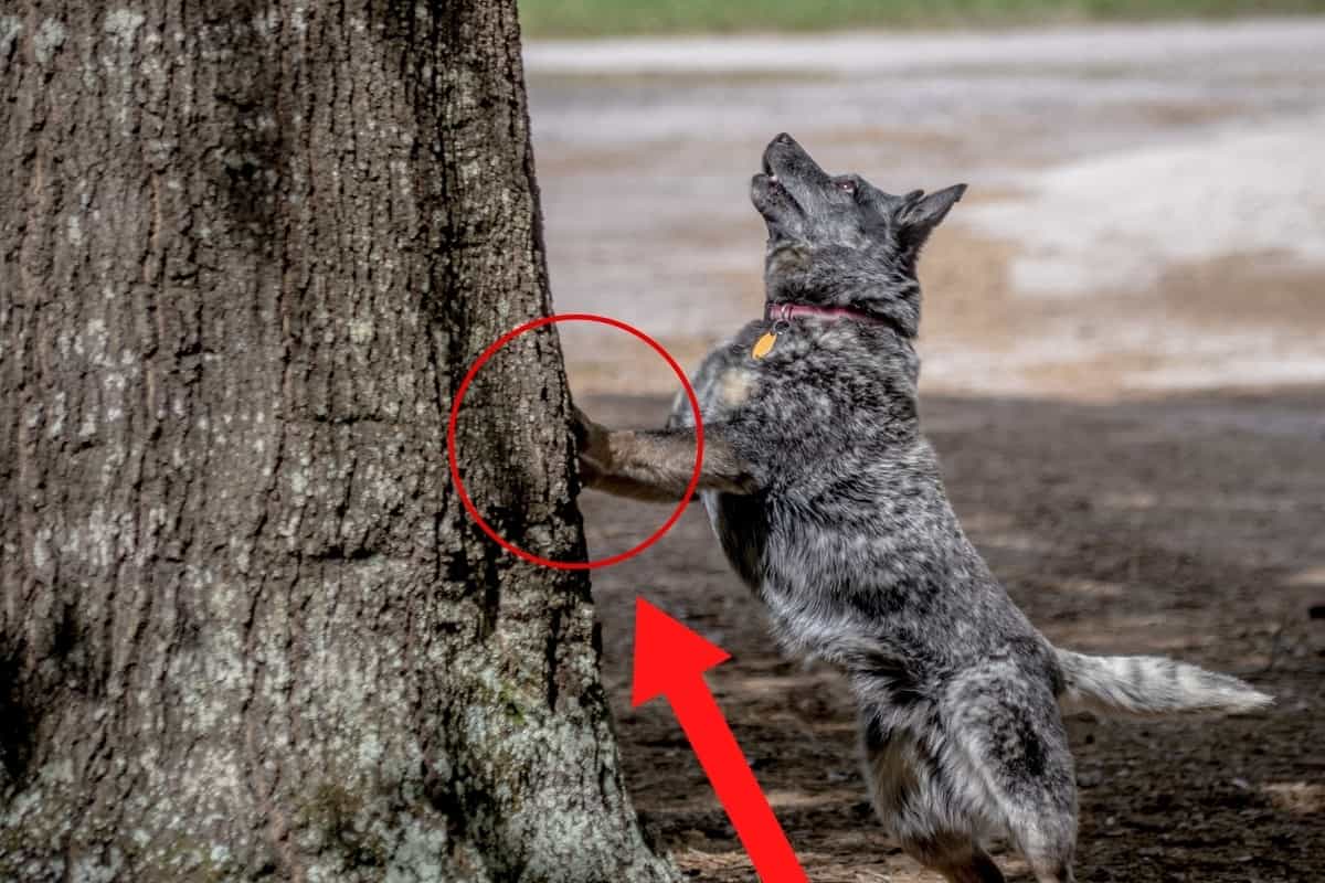 Can Dogs Climb Trees? [Wow!] OodleLife®