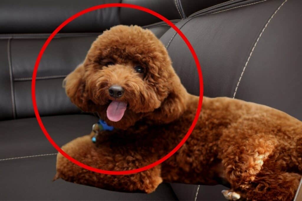 Do Poodles Have Hair Or Fur? [Explained] Oodle Life