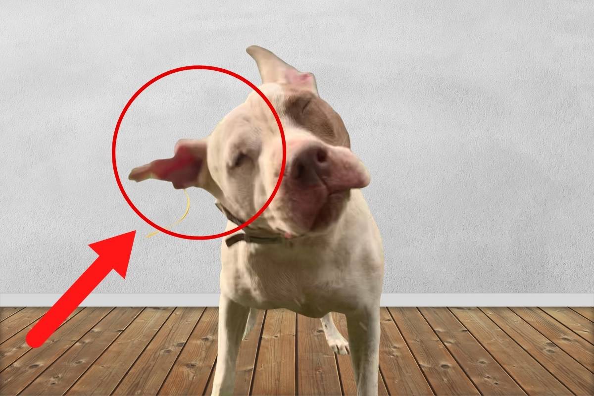 My Dog Is Restless And Won’t Sit Still [Explained] Oodle Life