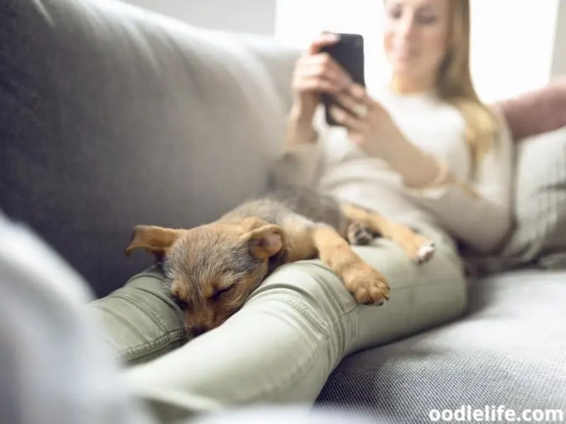 Why Do Dogs Like To Sleep In Between Your Legs