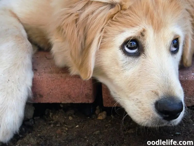 Dog's Eyes Rolling Back! (What It Means) Third Eyelid OodleLife®