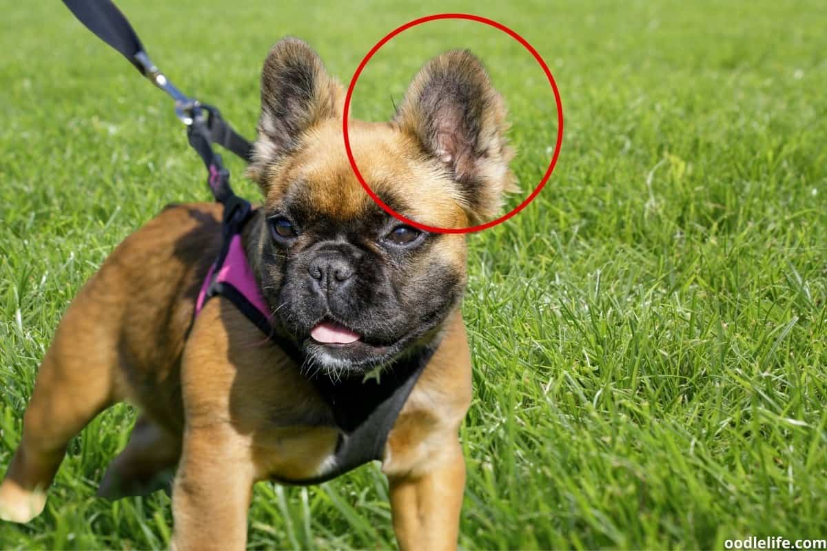 What Is A Fluffy Frenchie? (With Photos!) Oodle Life