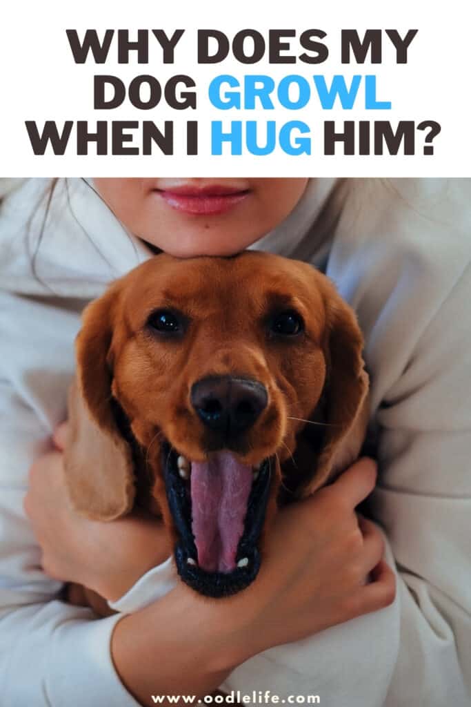Why Does My Dog Growl When I Hug Him? Oodle Life