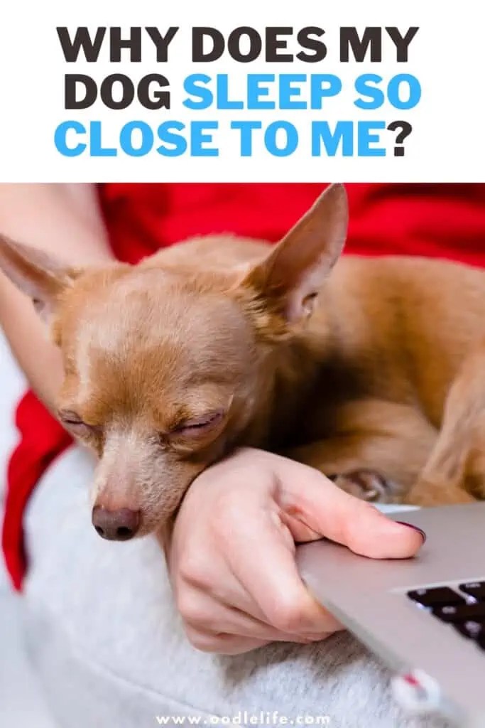 Why Does My Dog Sleep So Close To Me? [Explained] Oodle Life