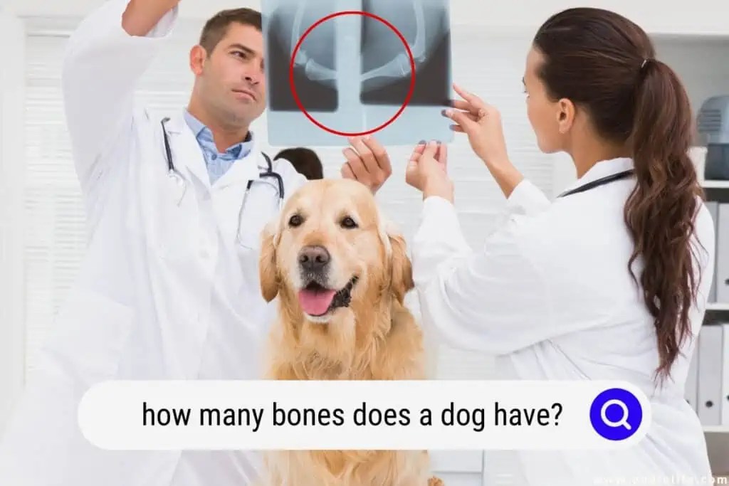 How Much Bones Do Dogs Have