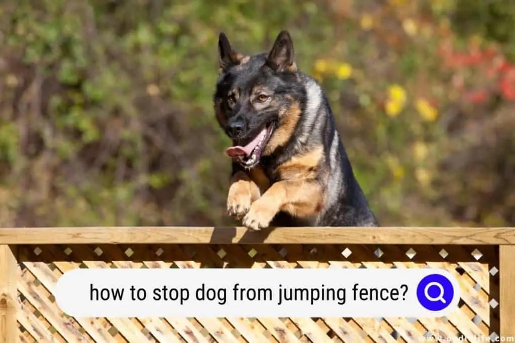 How To Stop Dog From Jumping Fence? (Solutions) Oodle Life