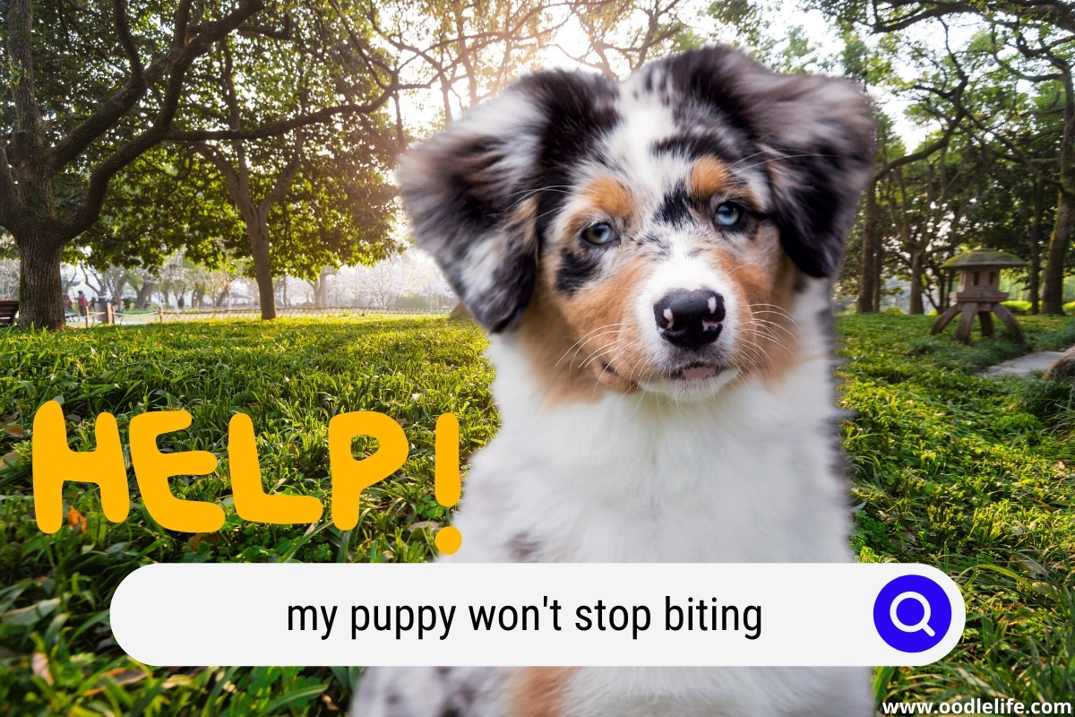 My Puppy Won’t Stop Biting Me! (8 Solutions That’ll Actually Work 2024