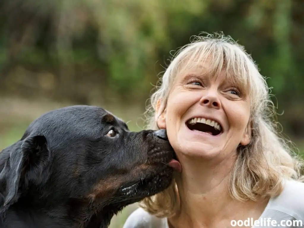Why Do Dogs Lick You To Wake You Up