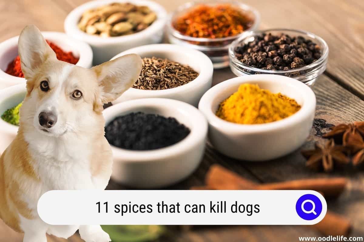 11 Spices That Can Kill Dogs (Kitchen Warning) Oodle Life