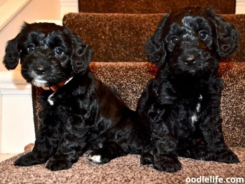 7 Best Cockapoo Breeders In Texas (2024) Oodle Life
