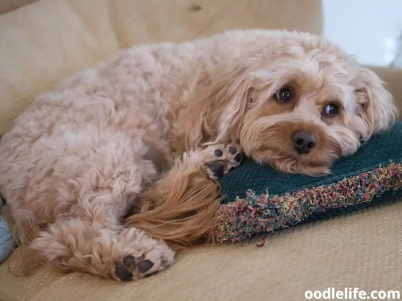 Best Cavapoo Rescues In The UK (2024) Oodle Life
