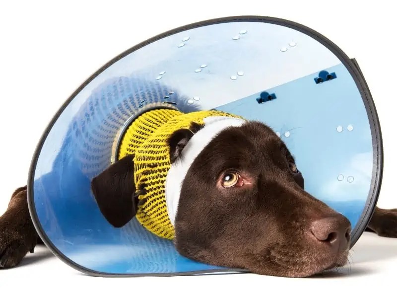 Can A Dog SLEEP With A Cone On? (Safety) OodleLife®
