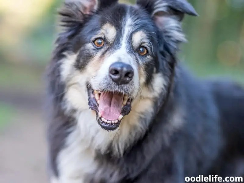 Can Border Collies Tolerate Cold Weather? Exploring Their Adaptability