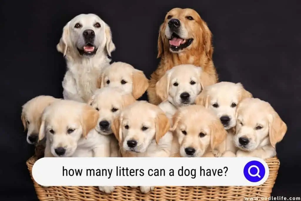 Discover How Many Litters Can A Dog Have.