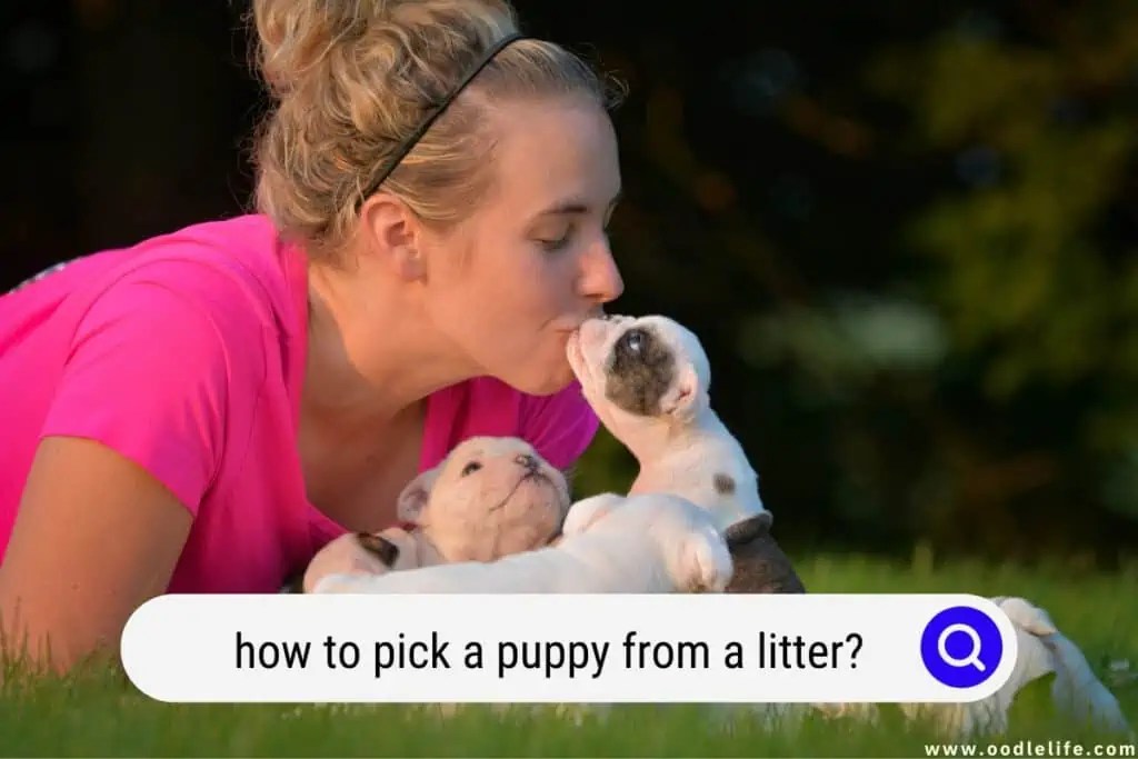 How To Pick A Puppy From A Litter? Oodle Life