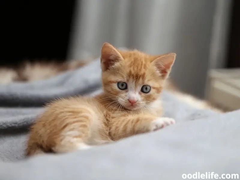 How Do You Introduce A Hyper Dog To A Baby