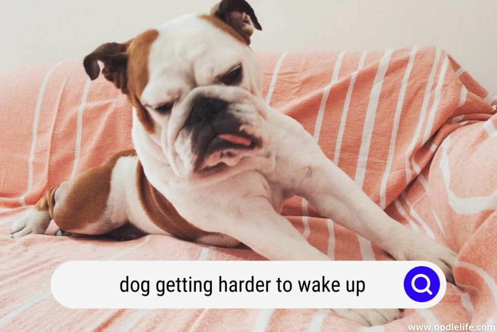 Why My Dog Is Getting Harder To Wake Up? [FACTS] Oodle Life