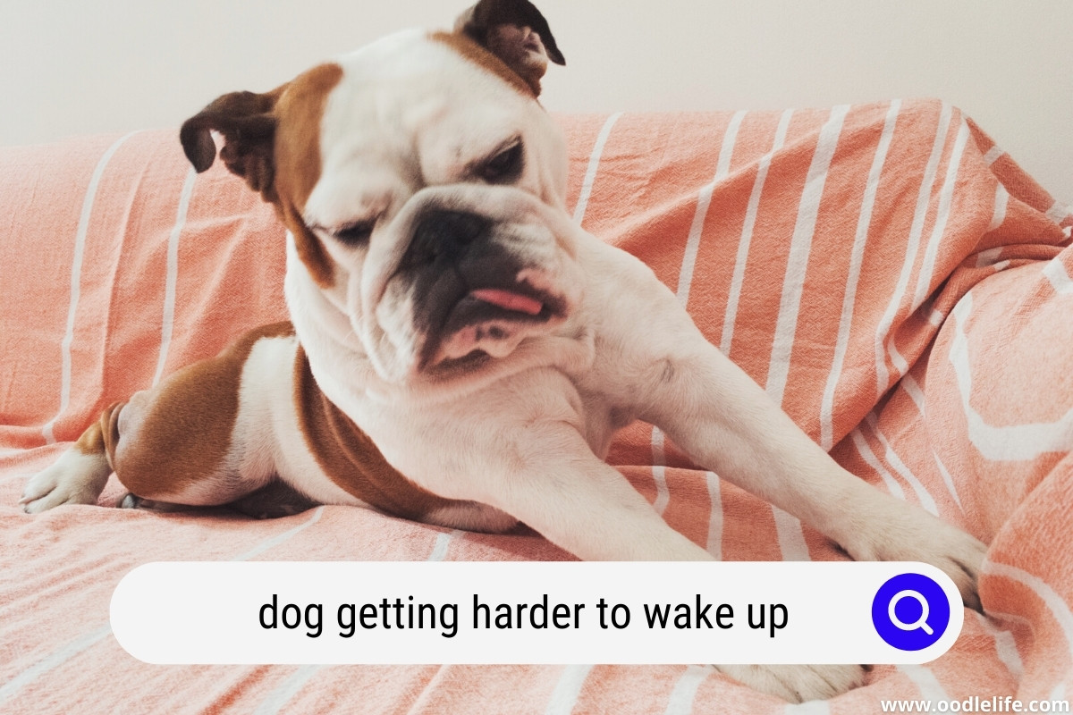Why Is My Dog Waking Me Up At Night