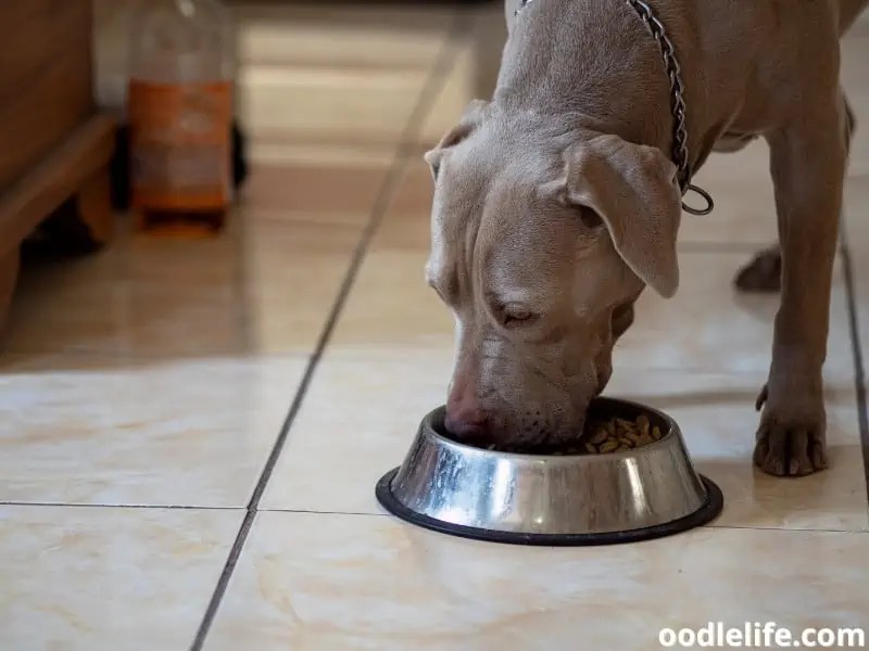 The BEST AirDried Dog Food (2024) OodleLife®