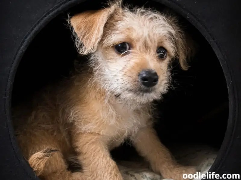 Are Puppies Scared Of Dark