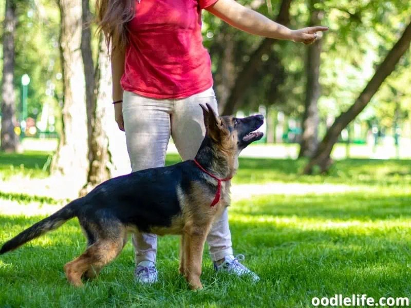 Do Dogs Think Stuffed Animals Are Real? Uncovering The Canine