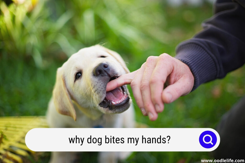 How To Treat A Dog Bite On My Hand