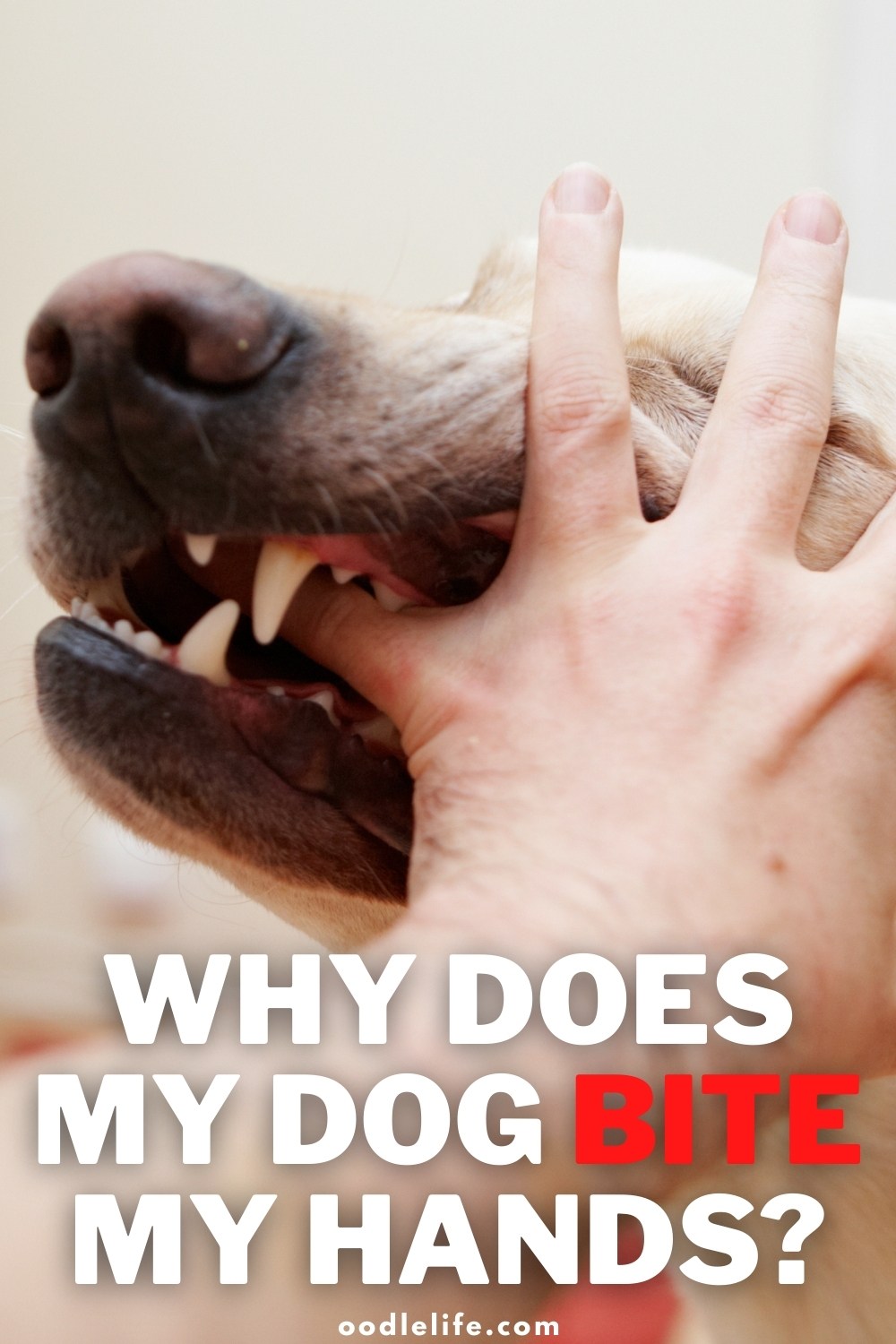 Why Does My Dog Bite My Hands? (6 SOLUTIONS) Oodle Life