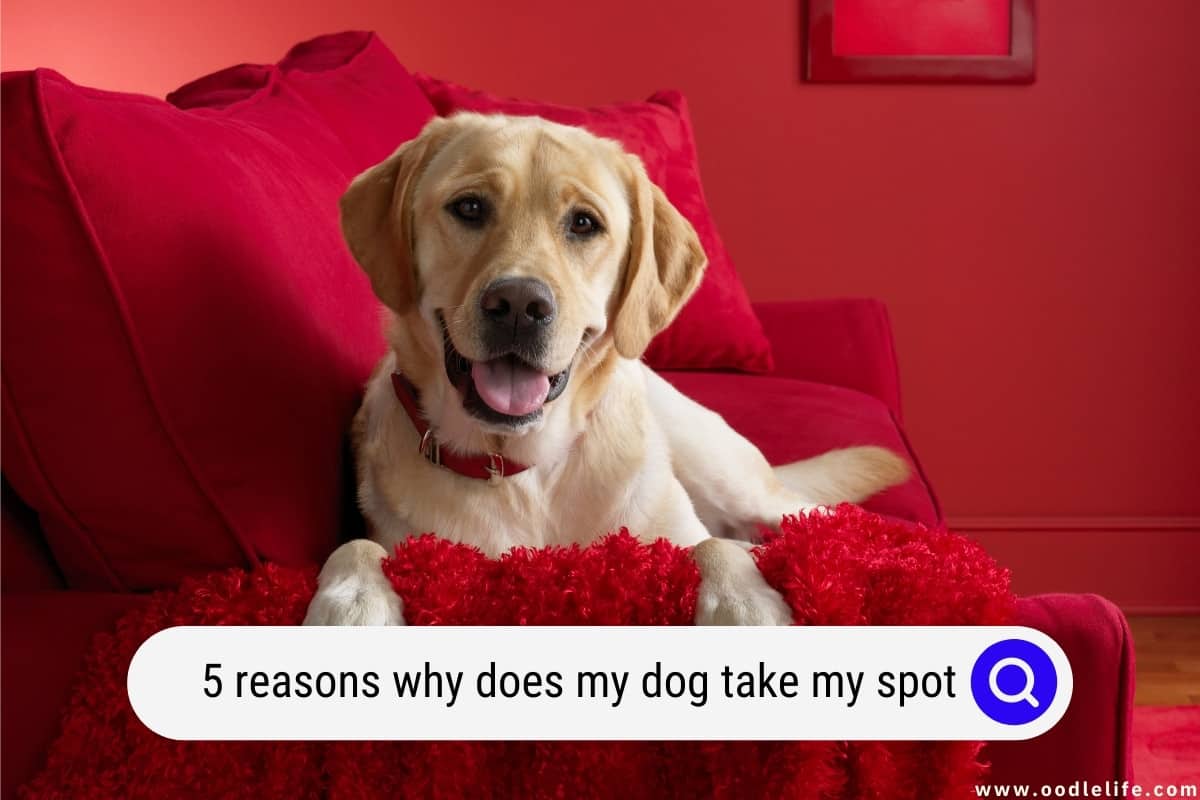 [5 Reasons] Why Does My Dog Take My Spot? Oodle Life