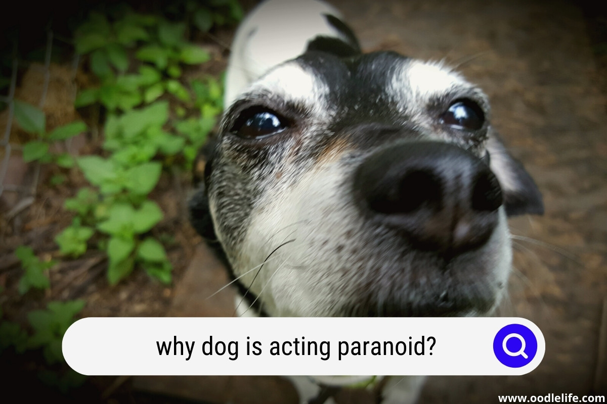 Why Is My Dog Acting Paranoid All Of A Sudden? (8 SIGNS) Oodle Life