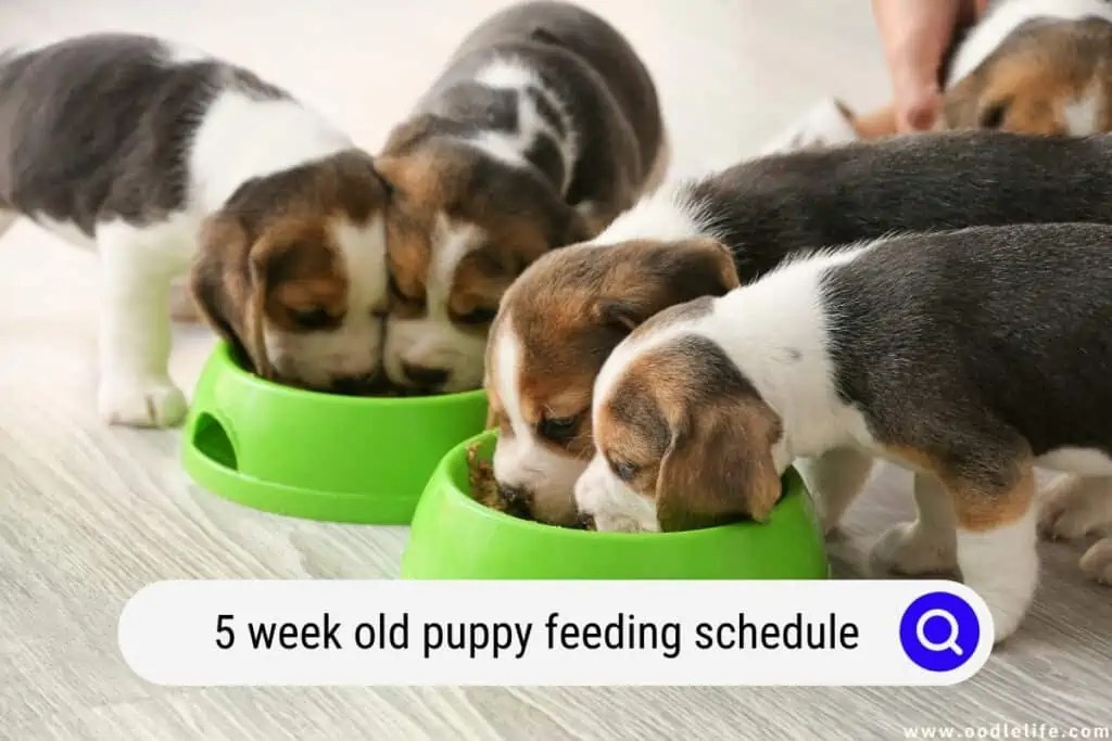 Can 5 Week Old Puppies Drink Milk