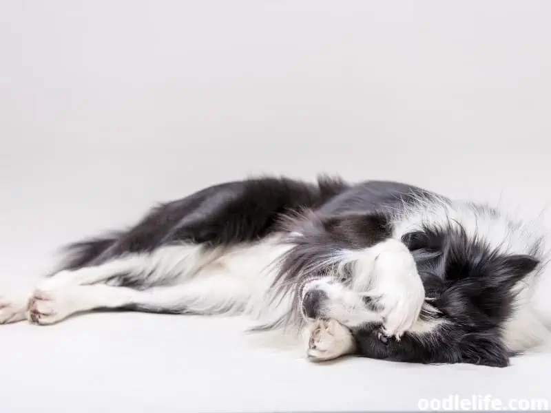 Why Do Dogs Cover Their Face With Their Paws