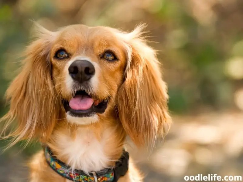 Do Cocker Spaniels Shed How To Deal With It? Oodle Life