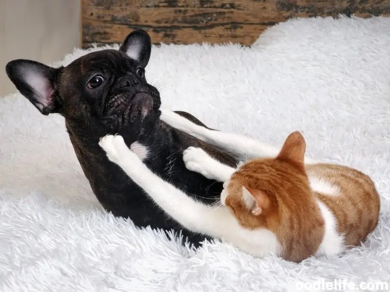 Why Do Dogs Hate Cats? (CatDog Relationship Explained) Oodle Life